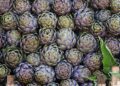 Made in Italy, la grande crisi dei carciofi italiani