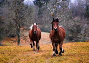 Senato, il dibattito sulla carne equina