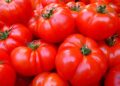 Concorrenza sleale, il caso dei pomodori egiziani