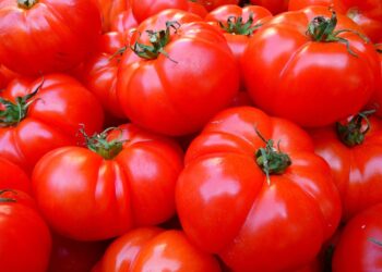 Concorrenza sleale, il caso dei pomodori egiziani