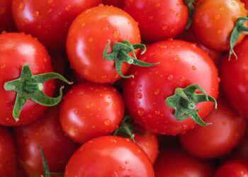 Pomodoro da industria, l’Italia conquista il podio mondiale della produzione