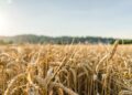 CUN grano duro, il decreto viola la legge