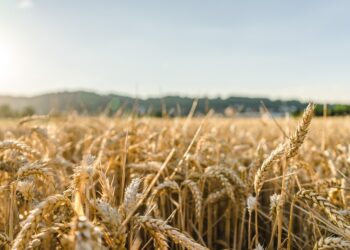CUN grano duro, il decreto viola la legge