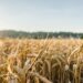 CUN grano duro, il decreto viola la legge