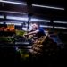 Fao, prezzi alimentari in crescita per il terzo mese consecutivo