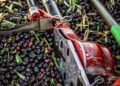 Quanto vale l’agroalimentare italiano?