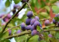Consumi in crisi, giugno affonda le vendite di ortofrutta