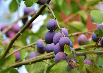 Consumi in crisi, giugno affonda le vendite di ortofrutta