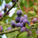 Consumi in crisi, giugno affonda le vendite di ortofrutta