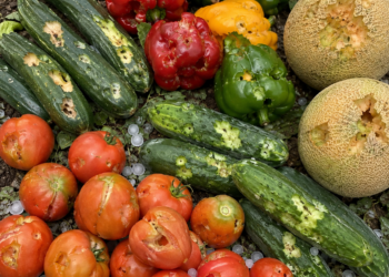 Clima fuori controllo, ortofrutta in ginocchio