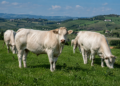 Nasce il Distretto Carne Bovina Piemontese