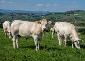 Nasce il Distretto Carne Bovina Piemontese