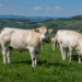 Nasce il Distretto Carne Bovina Piemontese