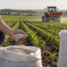 Caro fertilizzanti, 136 milioni agli agricoltori. UCI: «Segnale importante, ma servono interventi strutturali»