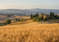 Istat, le nuove statistiche agricole