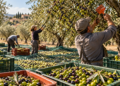 Ismea, olio italiano verso la campagna 2026-2027