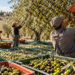 Ismea, olio italiano verso la campagna 2026-2027