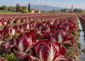 Radicchio di Verona, costi alle stelle e raccolti dimezzati. UCI: «Tutelare il reddito degli agricoltori»